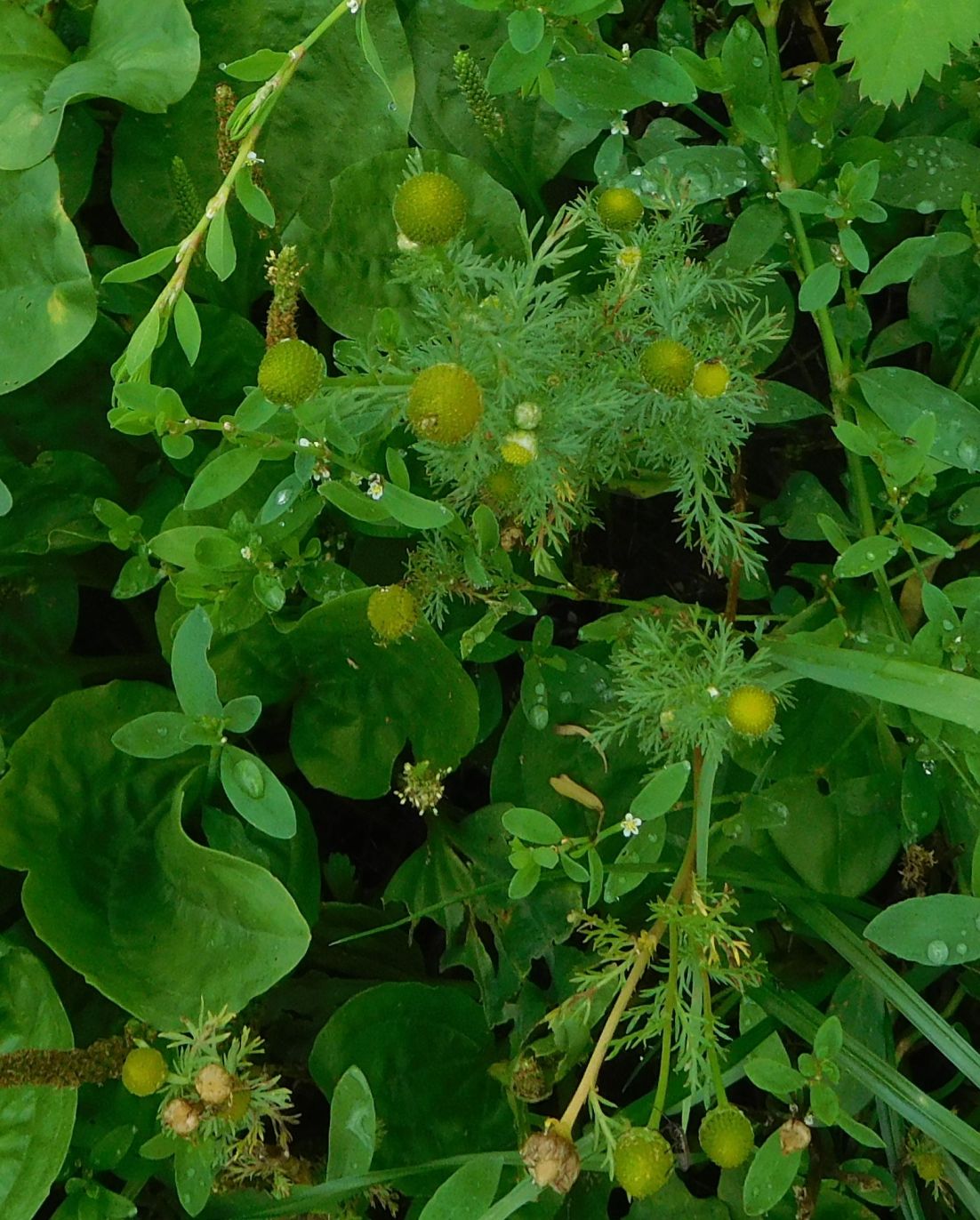 Matricaria discoidea / Falsa camomilla