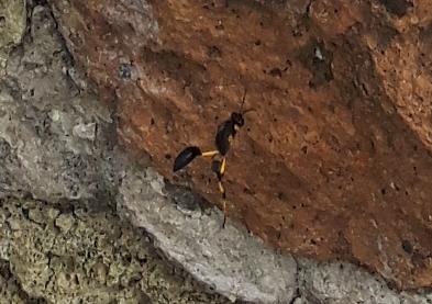 Sceliphron spirifex (Sphecidae)