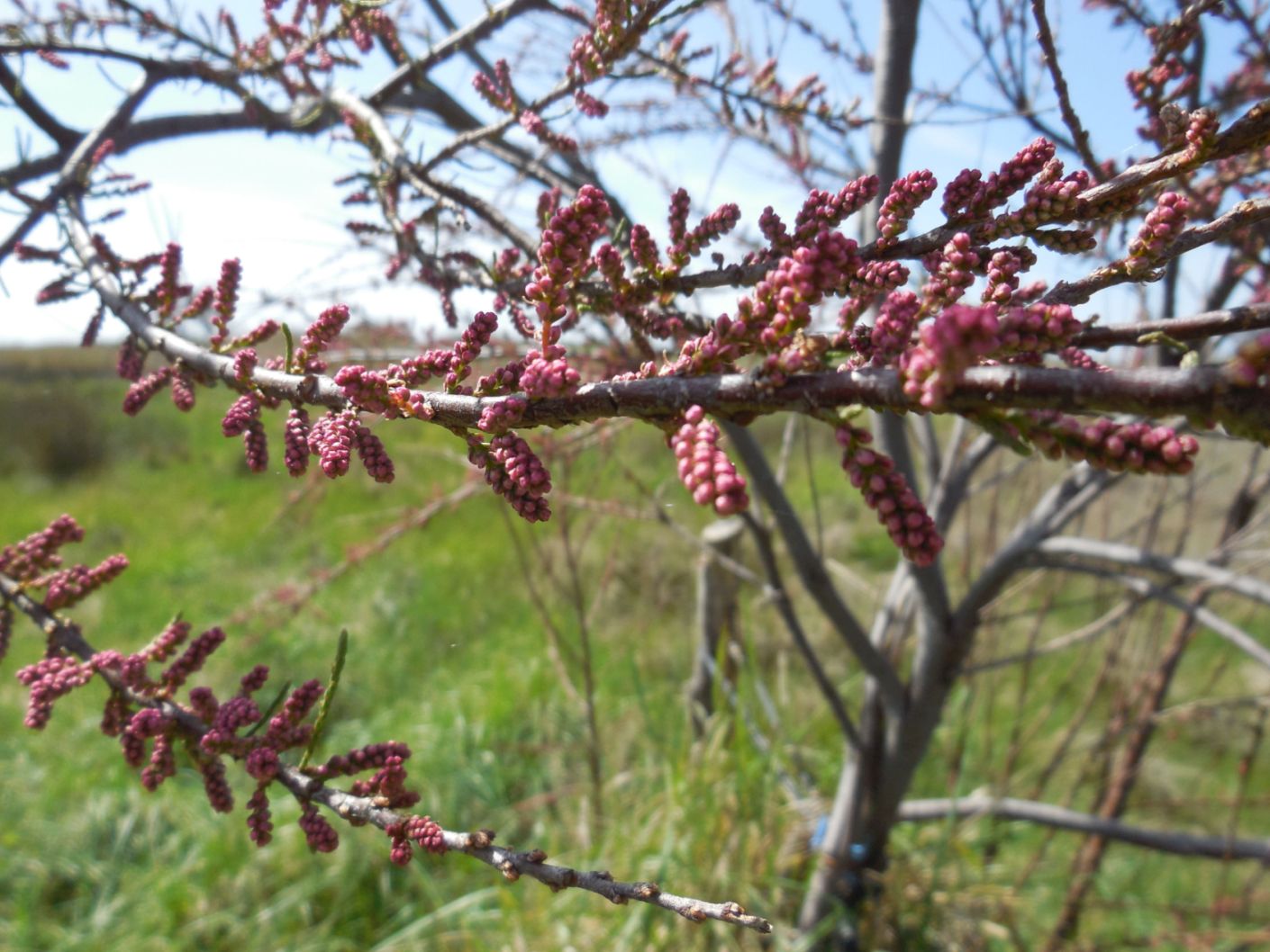 Tamarix sp. (Tamaricaceae)