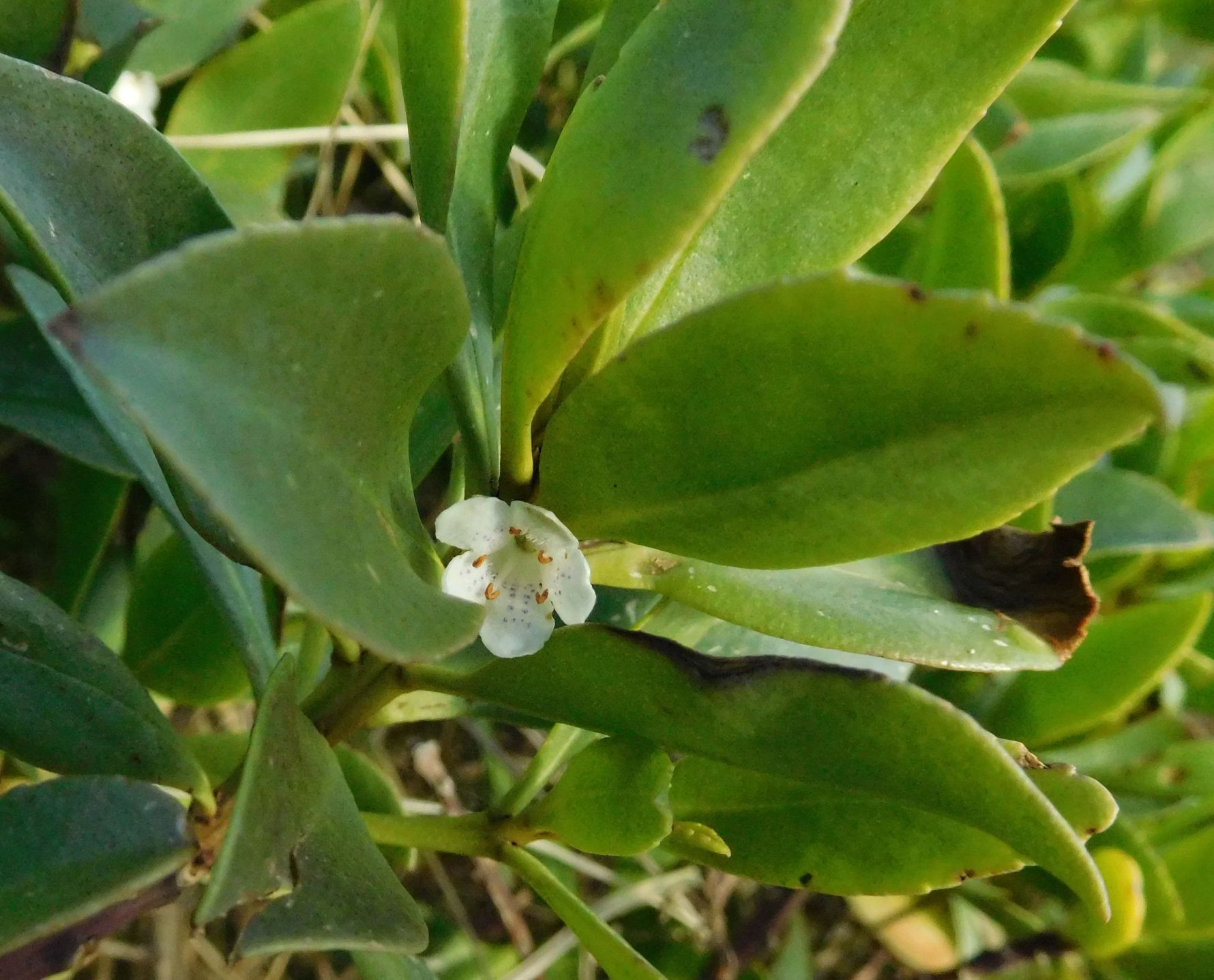 Myoporum insulare