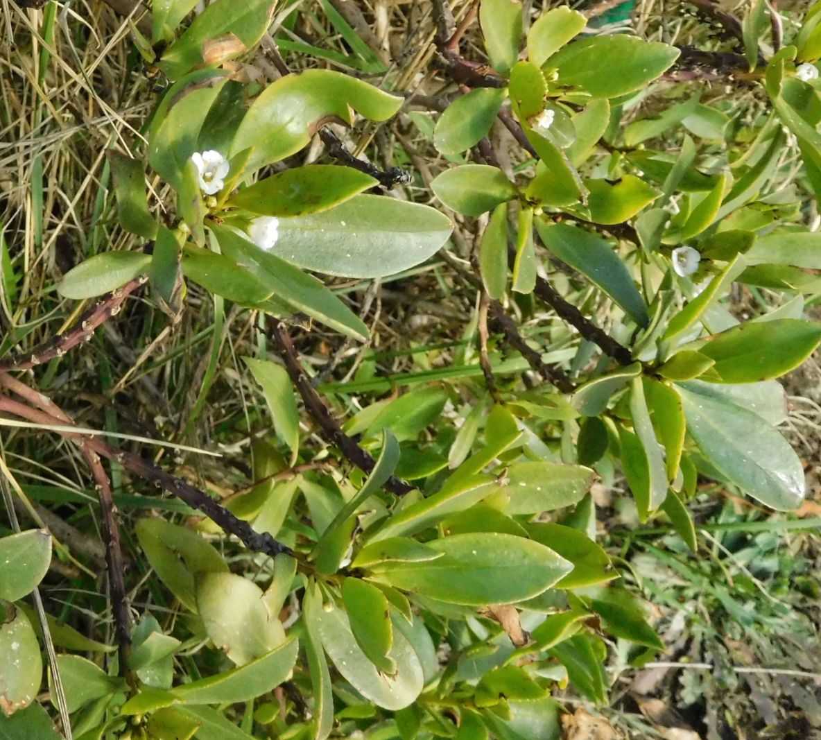 Myoporum insulare