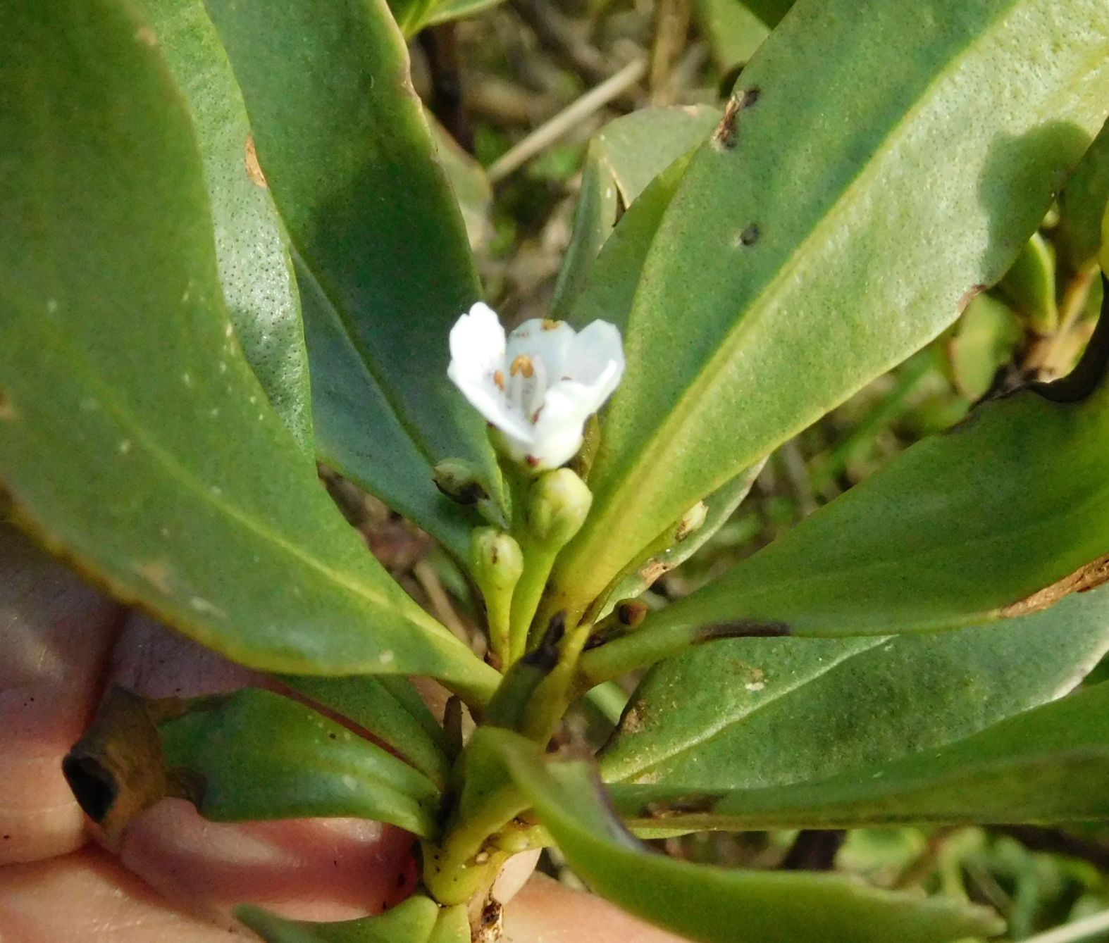 Myoporum insulare