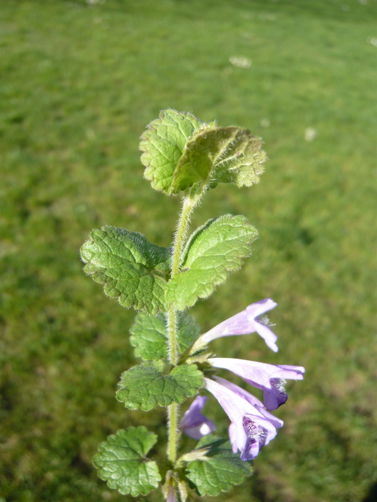 Glechoma hederacea (Lamiaceae)