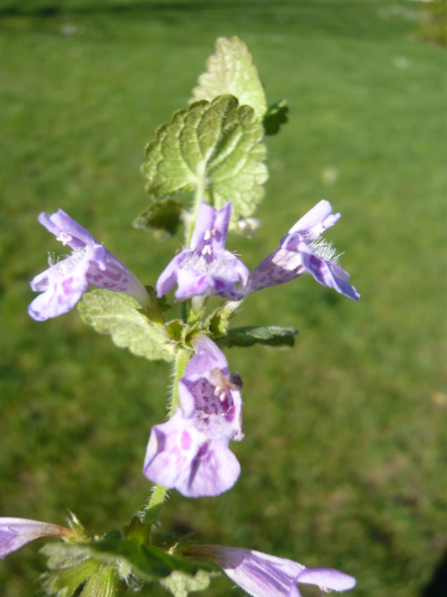 Glechoma hederacea (Lamiaceae)