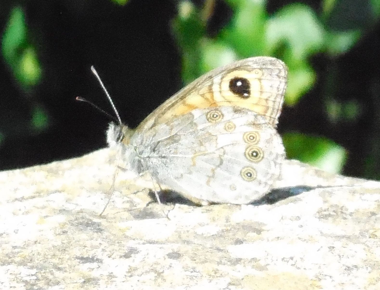 Lasiommata maera - Nymphalidae Satyrinae