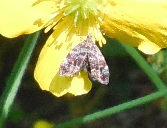 Geometridae? No, Choreutidae: Anthophila fabriciana