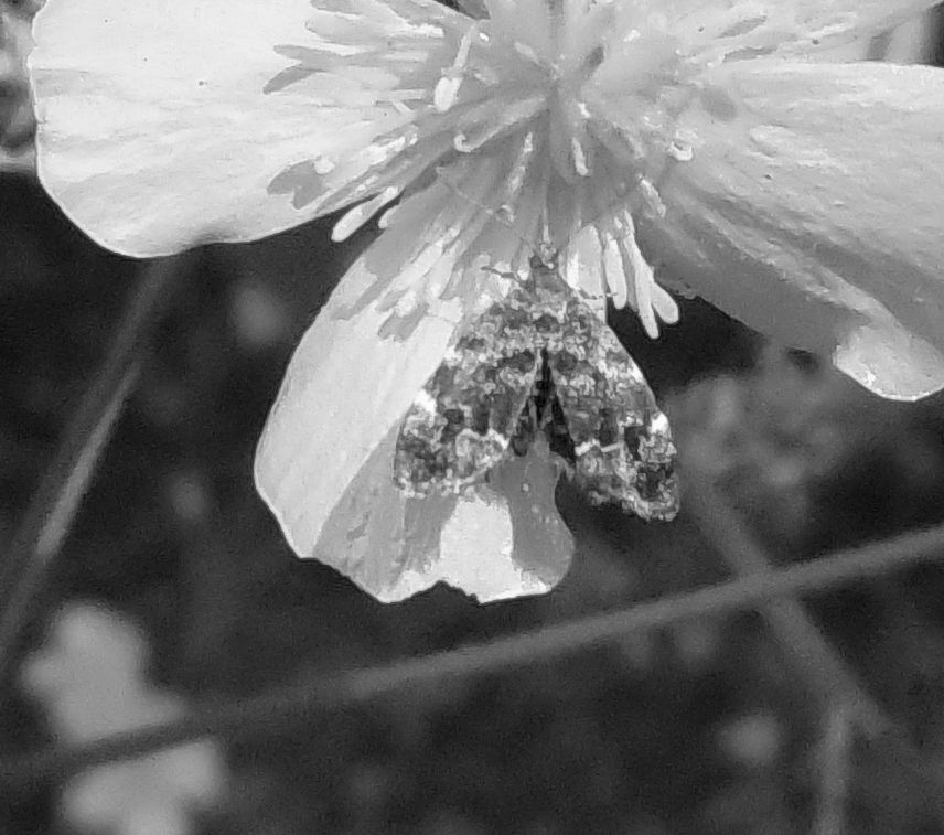 Geometridae? No, Choreutidae: Anthophila fabriciana