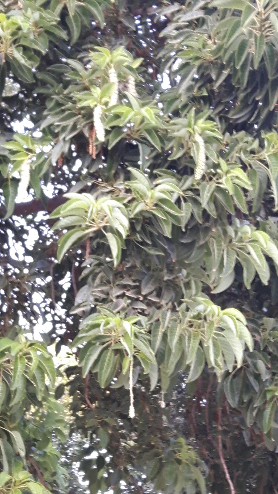 Phytolacca dioica
