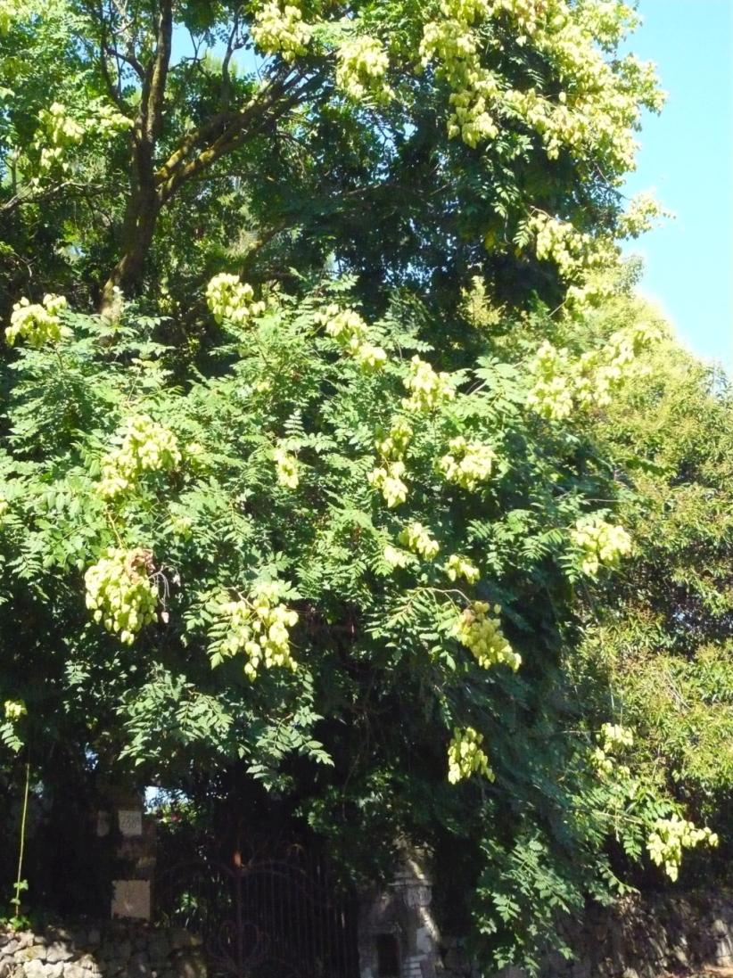 Koelreuteria paniculata (Sapindaceae)