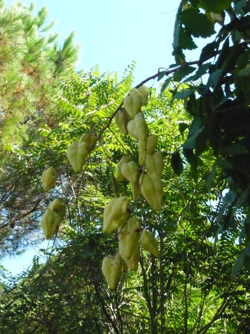 Koelreuteria paniculata (Sapindaceae)