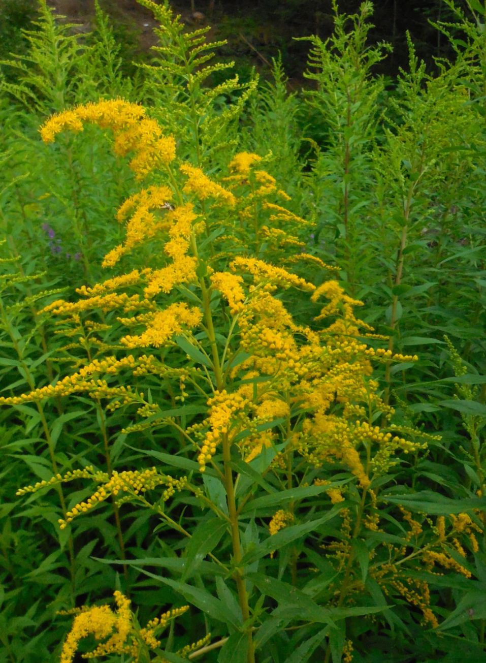 (Vipiteno - BZ) - Solidago gigantea
