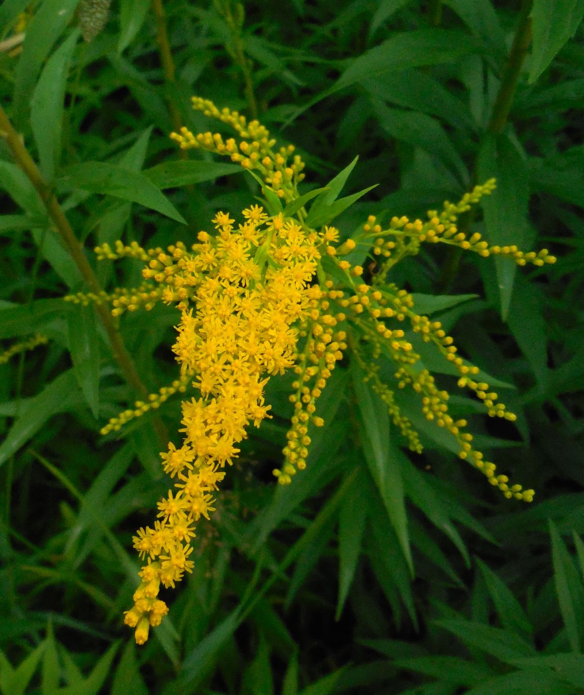 (Vipiteno - BZ) - Solidago gigantea