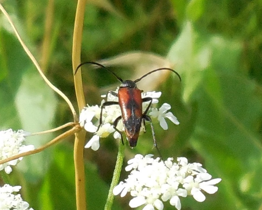 Cerambycidae: Stenurella bifasciata