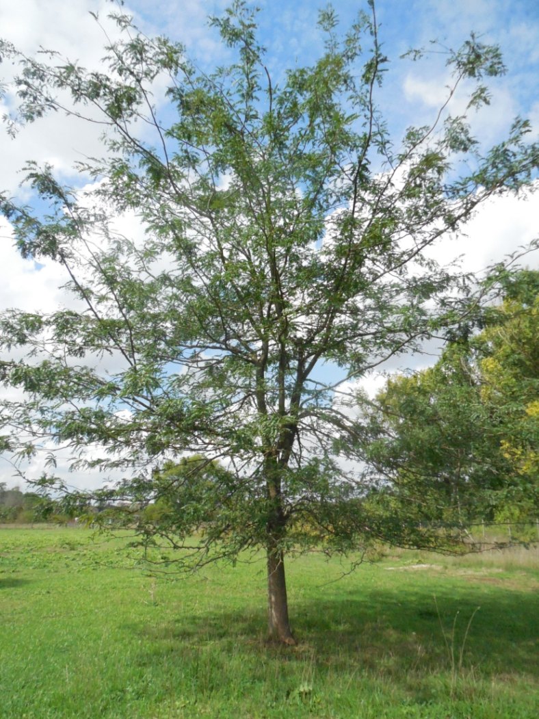 albero - Gleditsia triacanthos (Fabaceae)