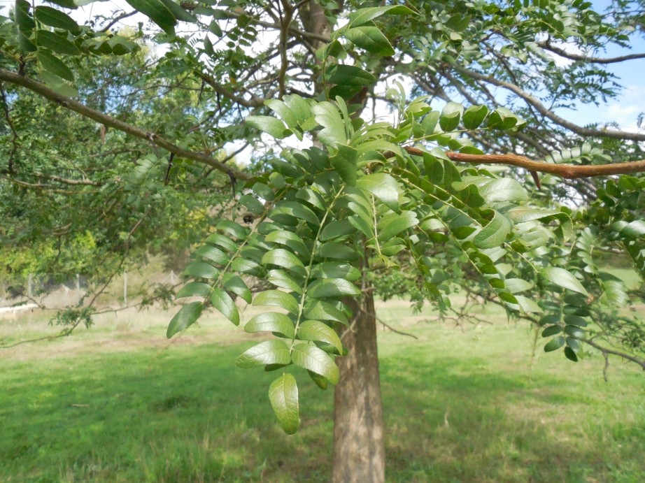 albero - Gleditsia triacanthos (Fabaceae)