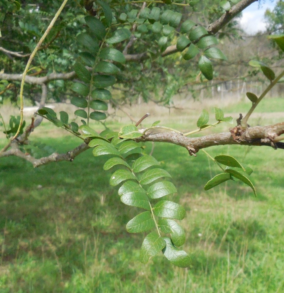 albero - Gleditsia triacanthos (Fabaceae)