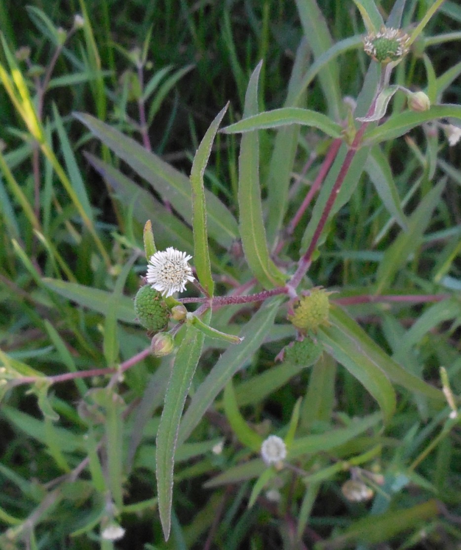 miniasteracea - Eclipta prostrata