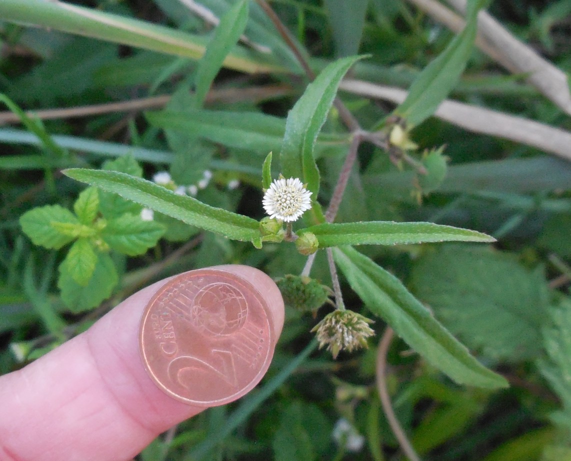 miniasteracea - Eclipta prostrata