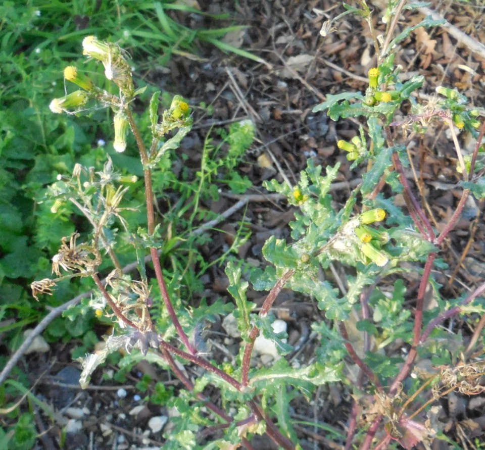 Asteracea  - Senecio vulgaris