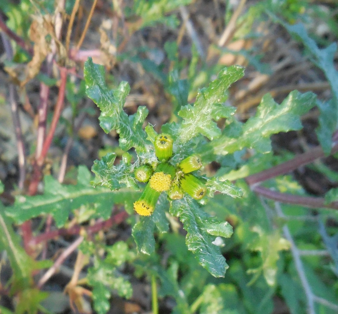 Asteracea  - Senecio vulgaris