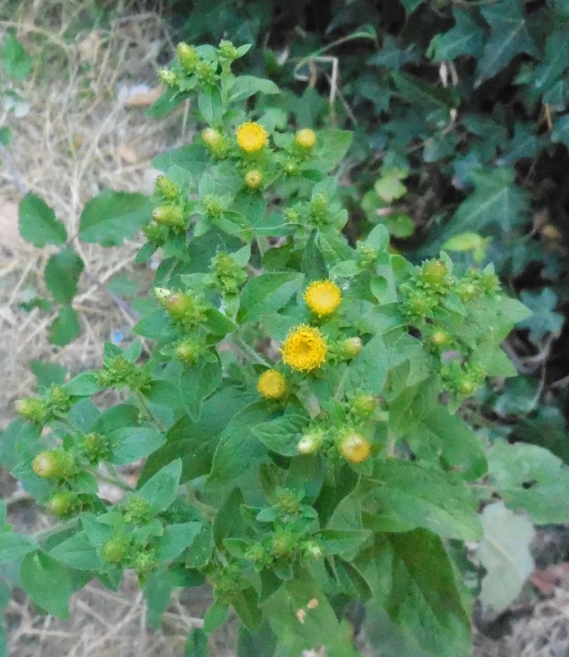 Inula conyzae