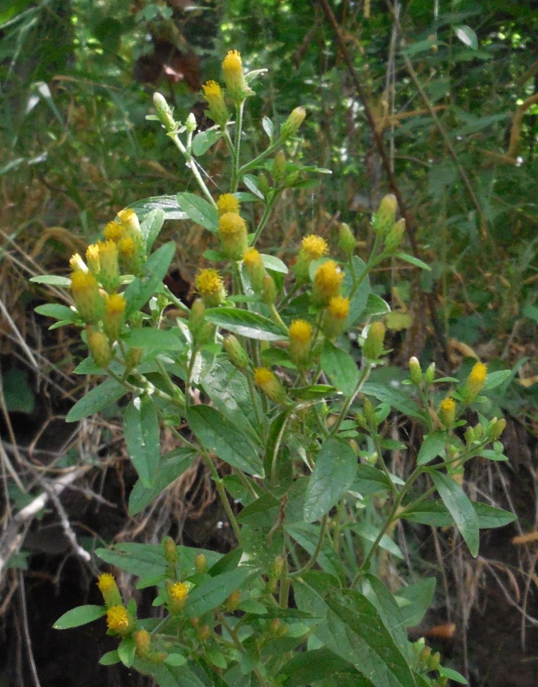 Inula conyzae