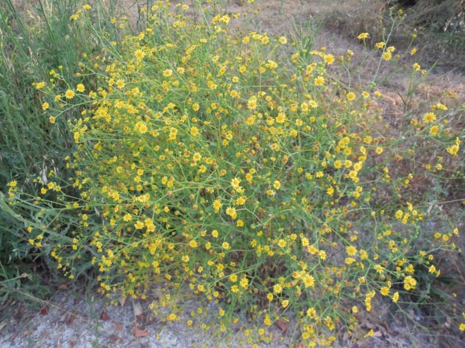 Jacobaea aquatica /Senecione dei fossi