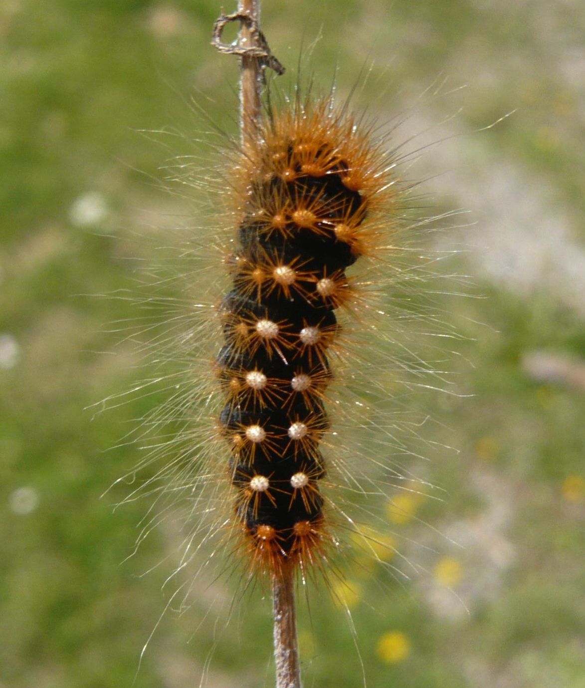 bruco da determinare - Acronicta (Viminia) auricoma