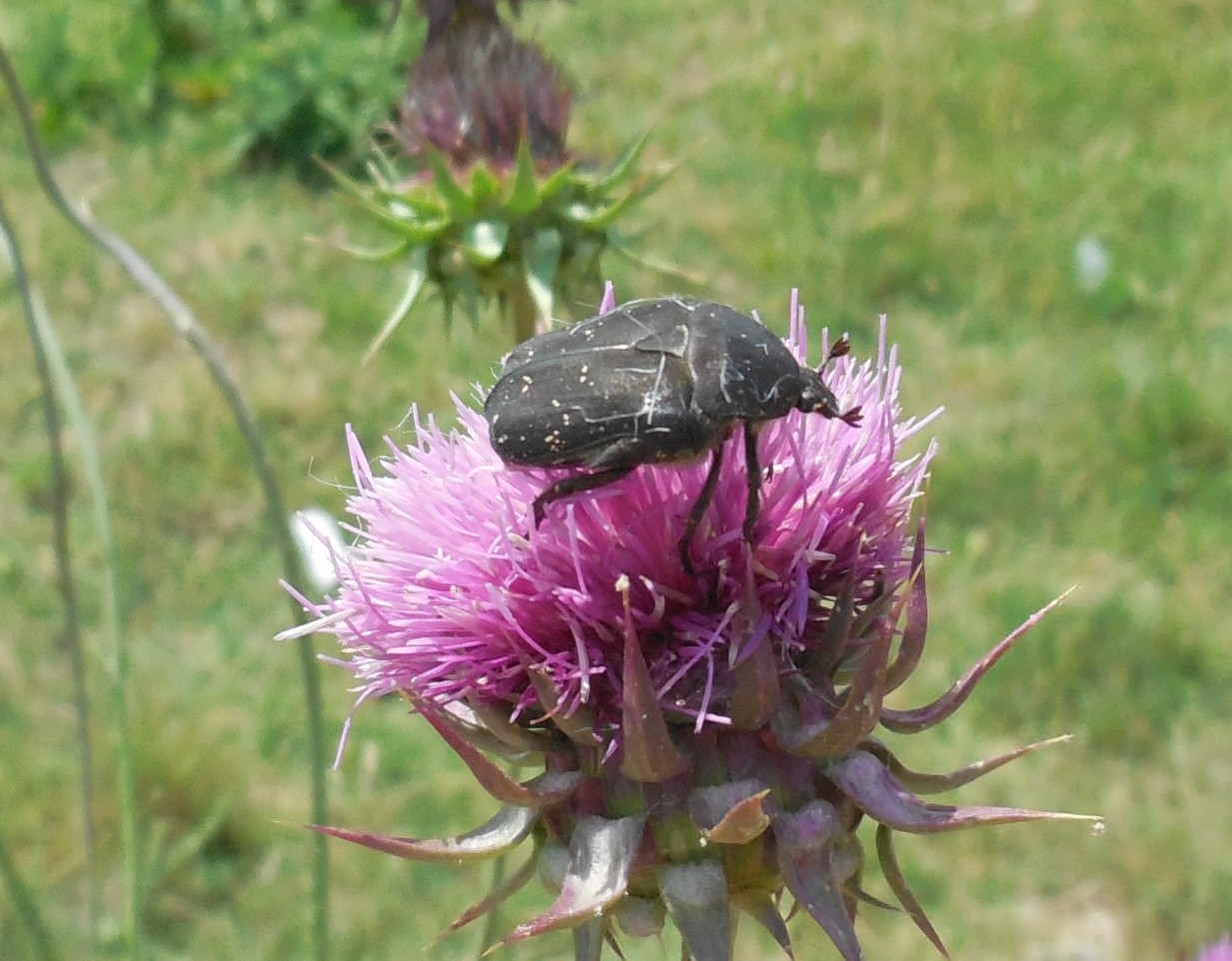 Da identificare:  Protaetia (Netocia) morio,   Cetoniidae