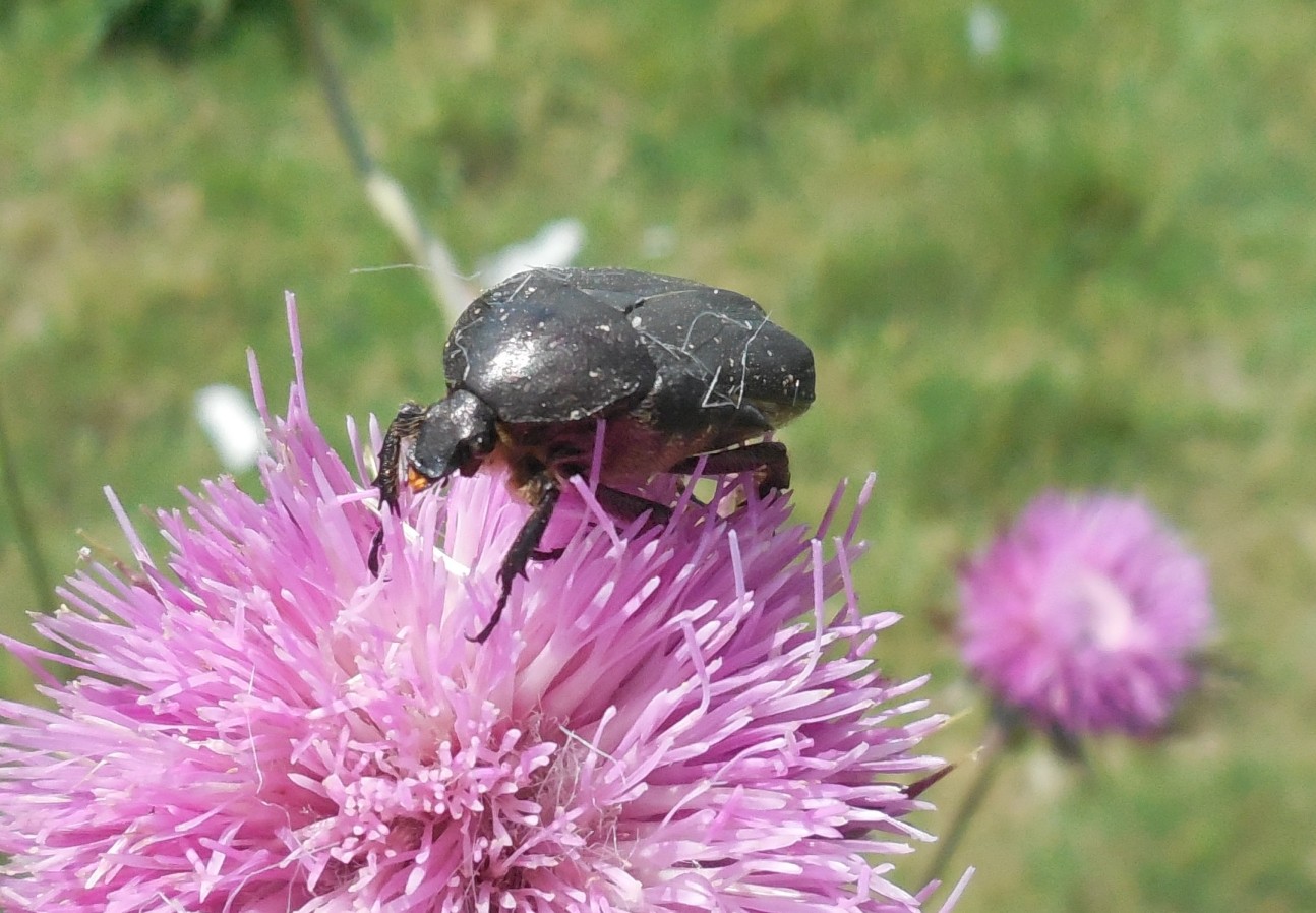 Da identificare:  Protaetia (Netocia) morio,   Cetoniidae