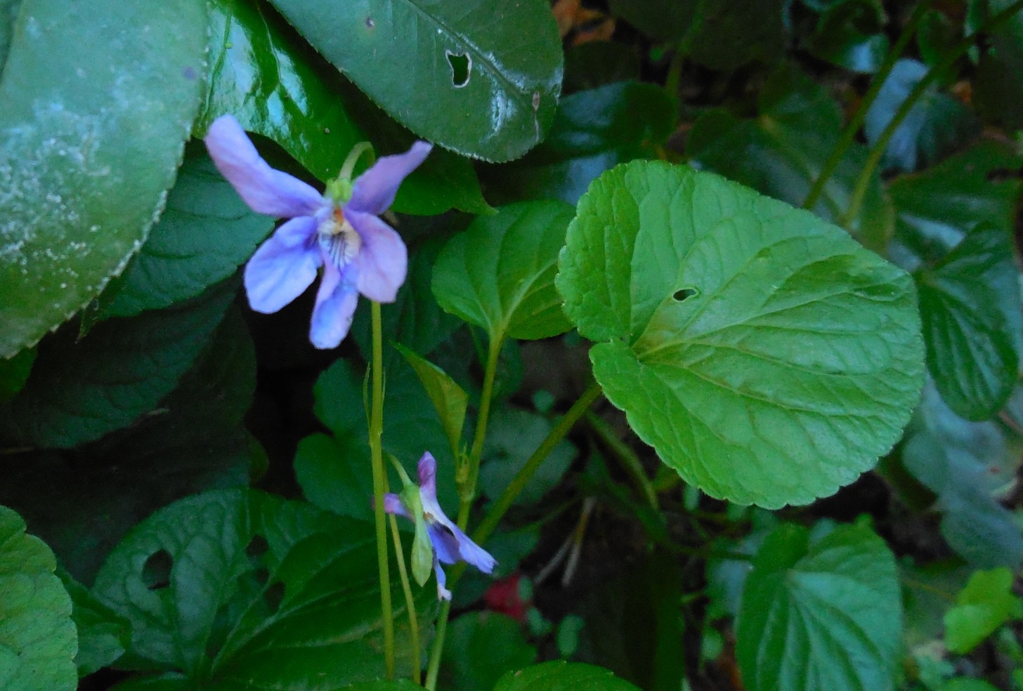 violette varie: Viola reichenbachiana e Viola odorata