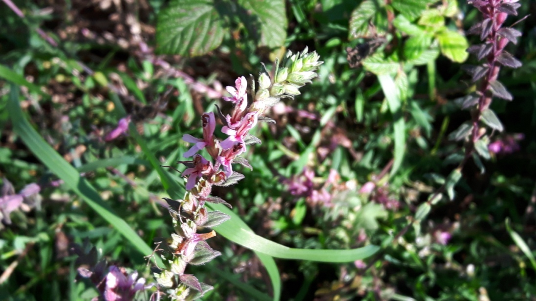 Odontites vulgaris