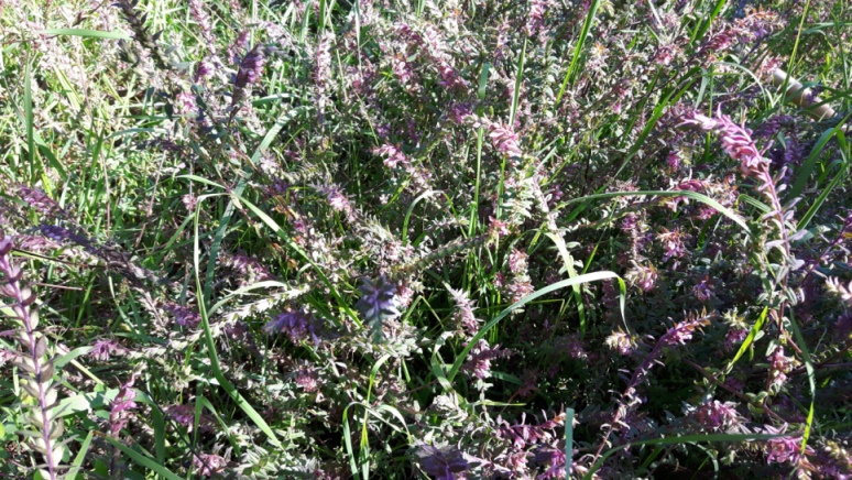 Odontites vulgaris