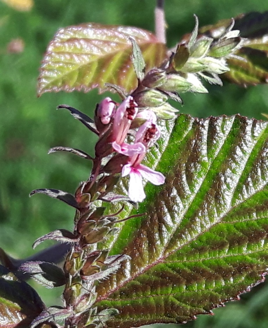 Odontites vulgaris