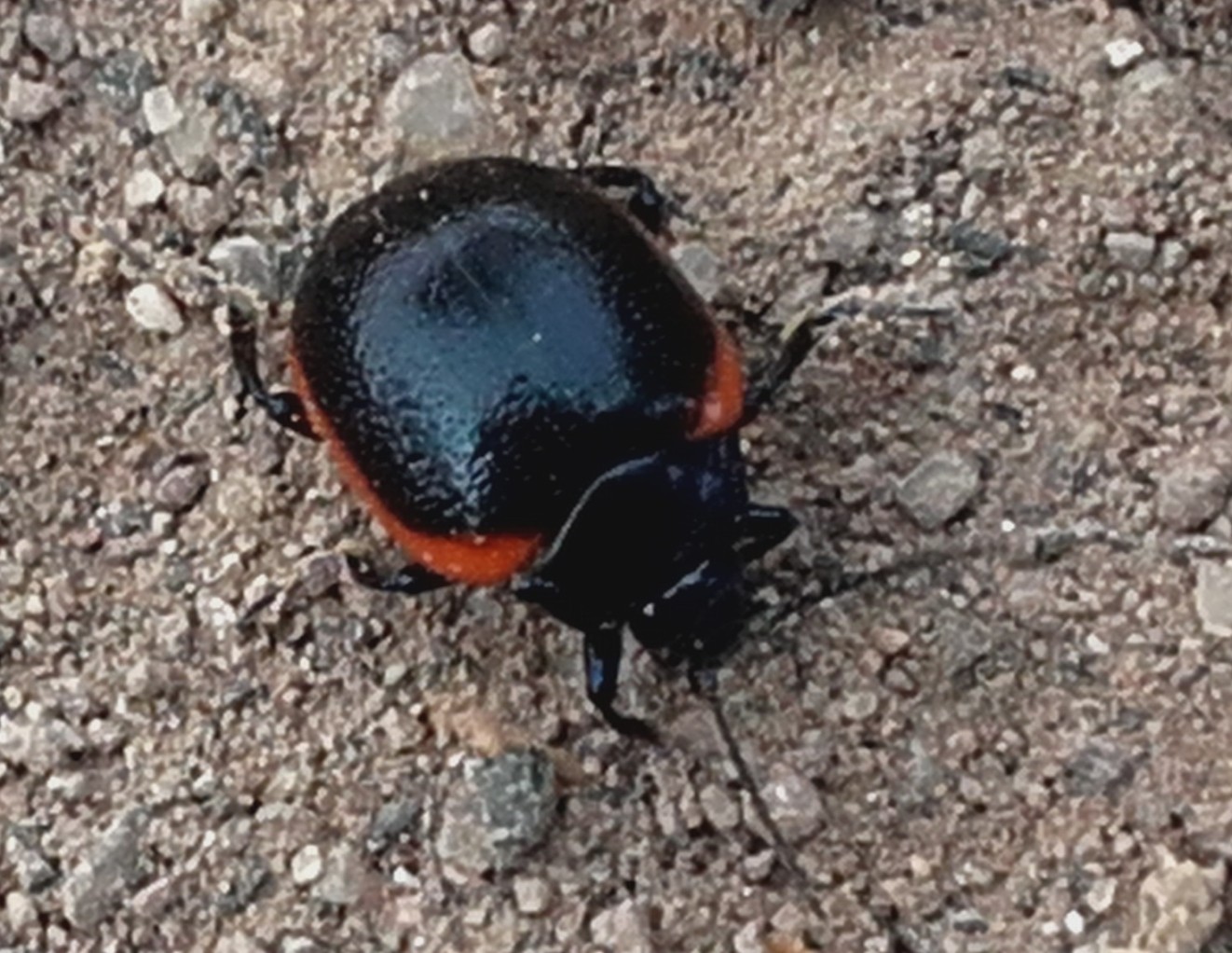 Chrysolina rossia, Chrysomelidae