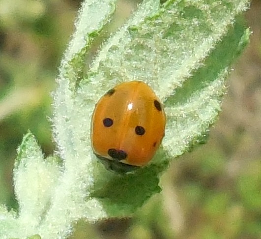 Coccinella septempunctata