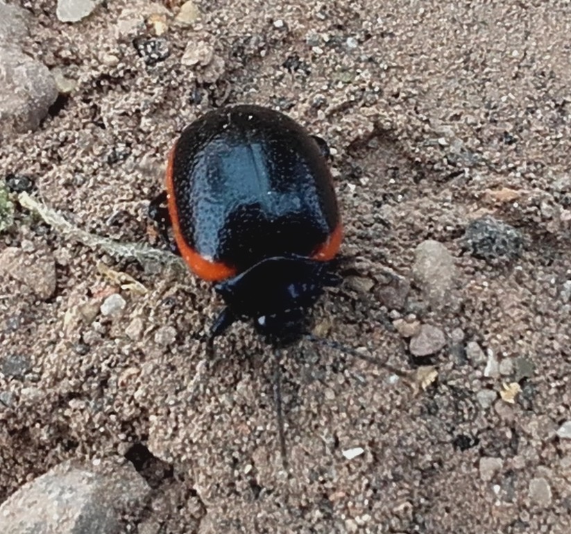 Chrysolina rossia, Chrysomelidae