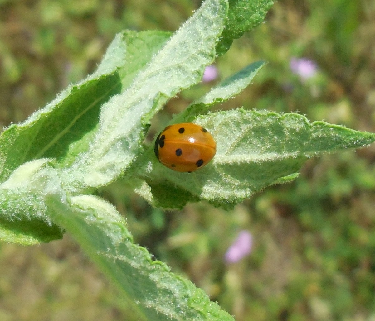 Coccinella septempunctata