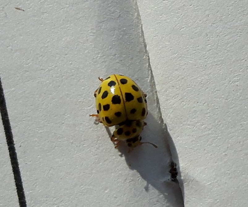 Coccinellidae da det. - 22settembre:  Psyllobora vigintiduopunctata