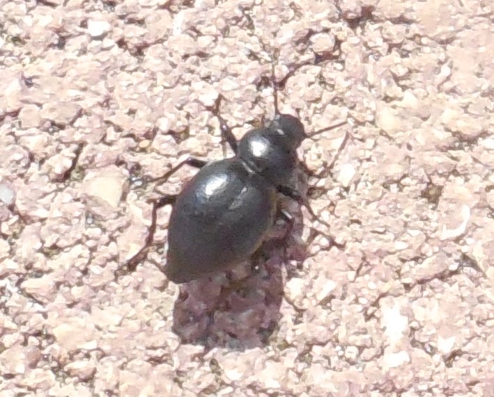 Tenebrionidae: Tentyria cfr. grossa grossa