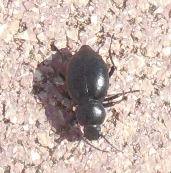 Tenebrionidae: Tentyria cfr. grossa grossa