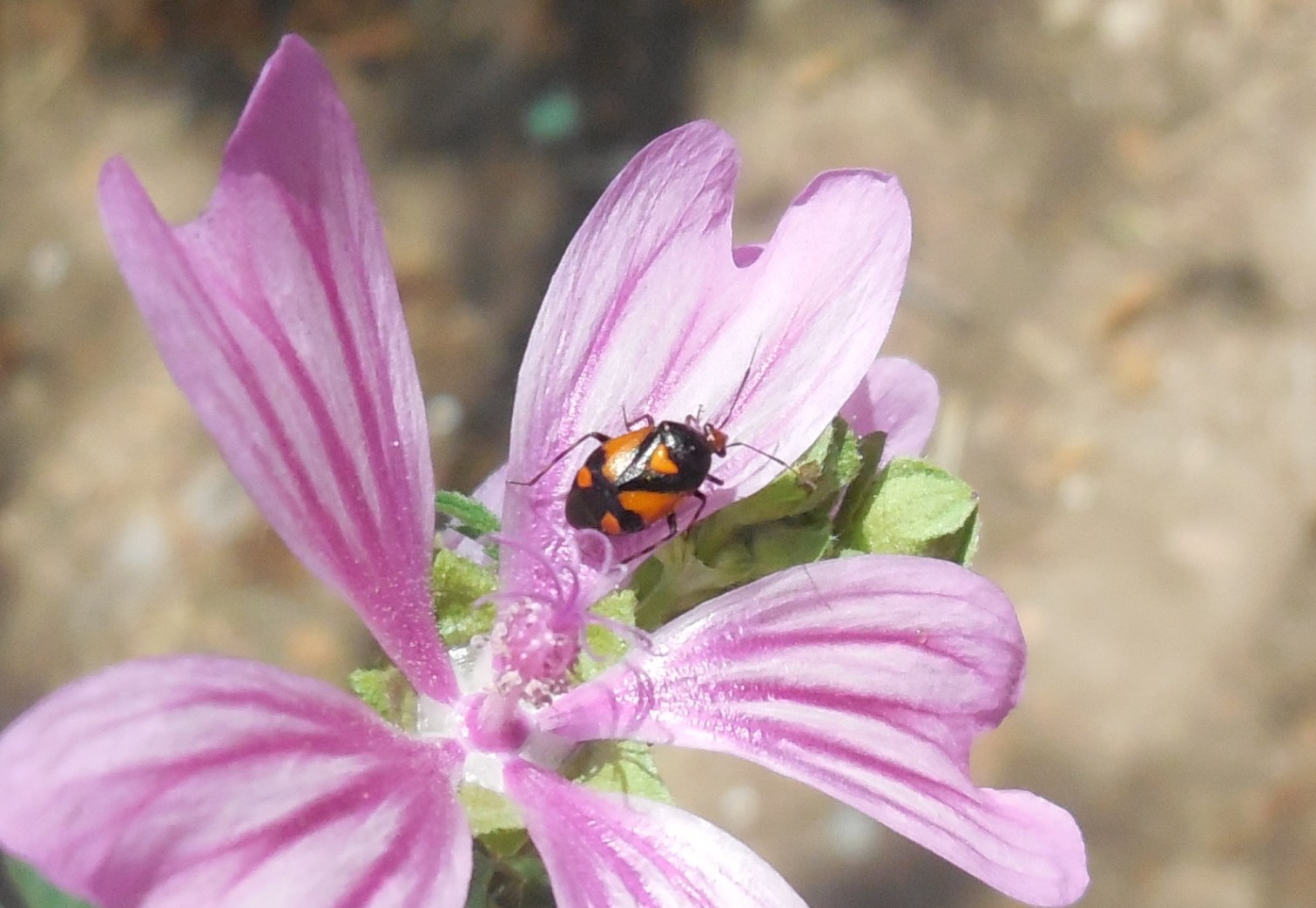 Miridae: Deraecoris schach