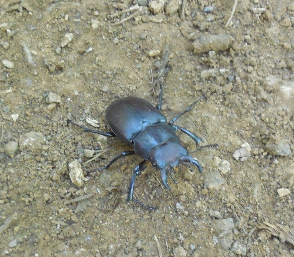 Lucanidae:  Lucanus (Lucanus) tetraodon