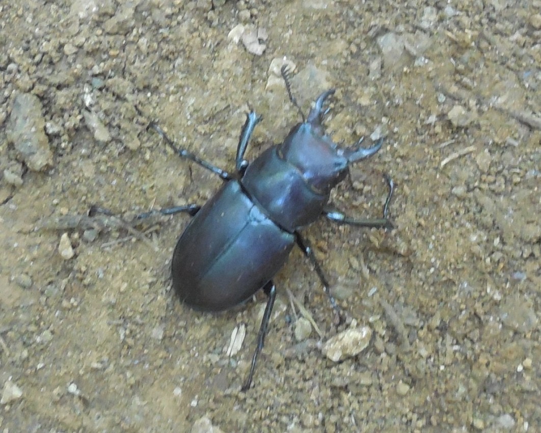 Lucanidae:  Lucanus (Lucanus) tetraodon