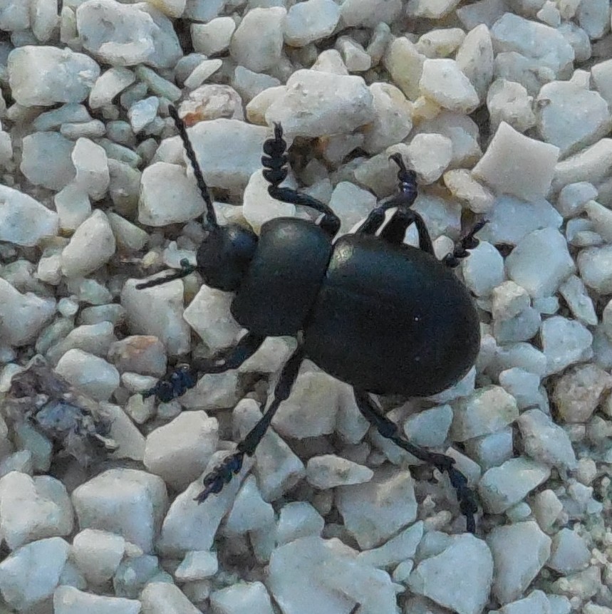 Chrysomelidae: Timarcha nicaeensis, maschio