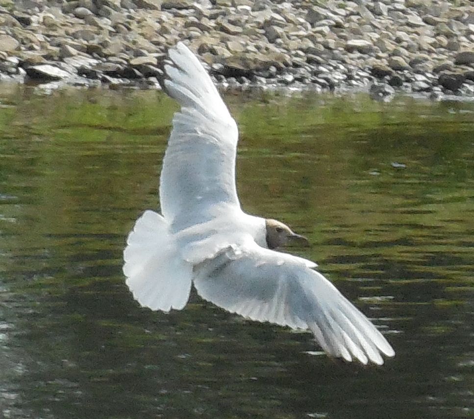 avifauna da determinare