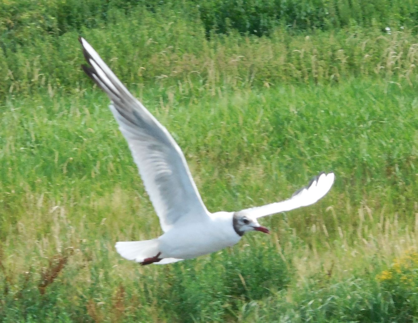 avifauna da determinare