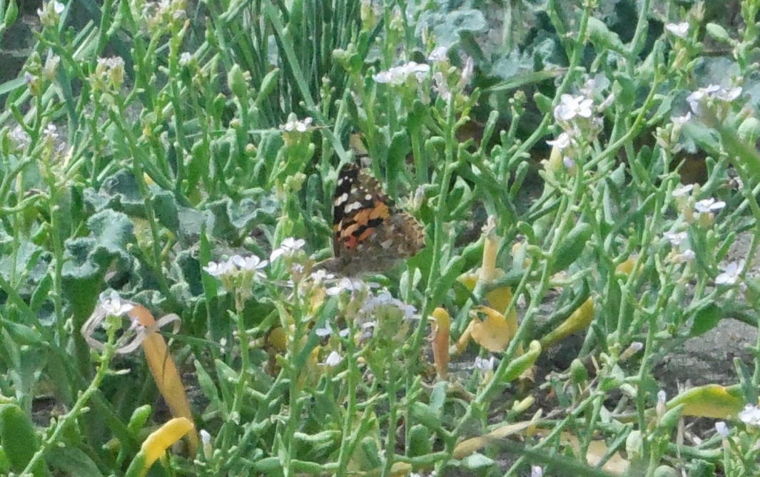 lepidottero da determinare - Vanessa cardui