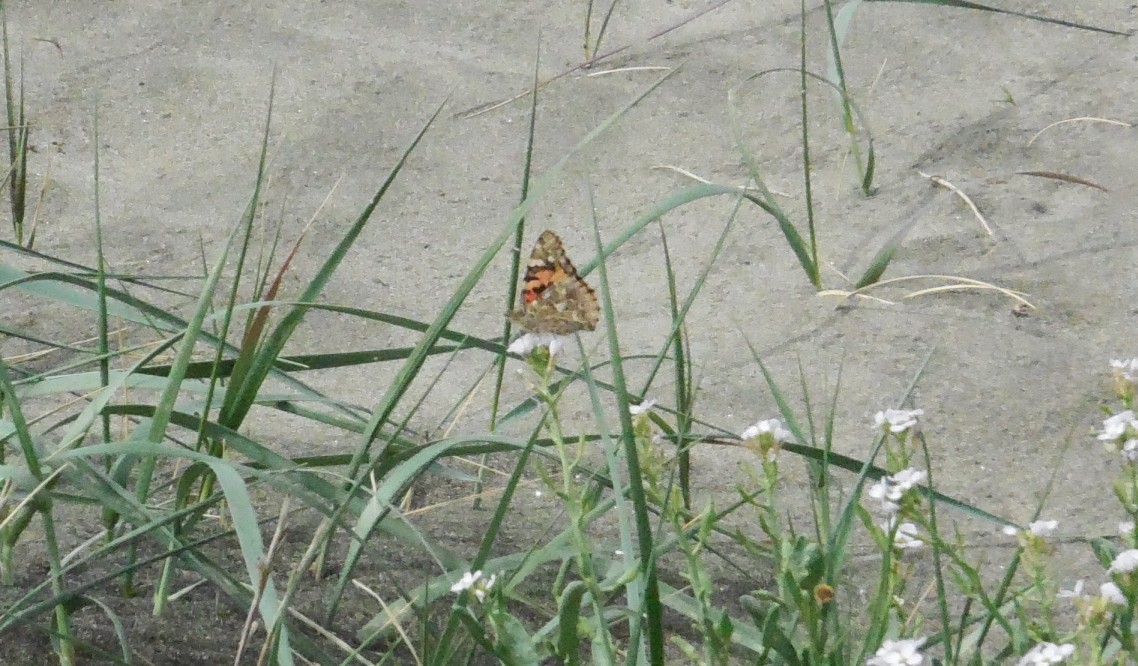 lepidottero da determinare - Vanessa cardui