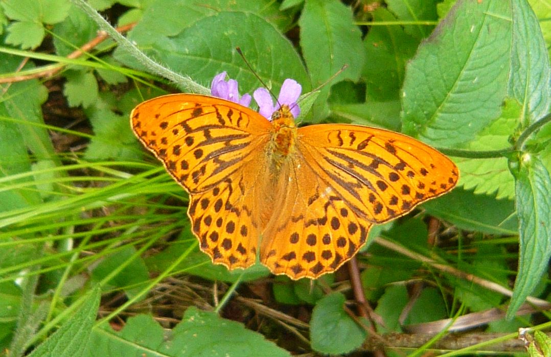 Ninfalide o Satiride da determinare - Argynnis paphia